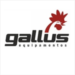 gallus